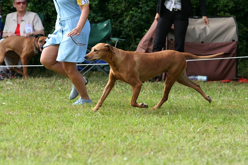 IMG_2469.JPG - Int D Ch VDH-W ´04 Ozrhode Wild Inspiration "Diva", 1.Platz Ehrenklasse Hündinnen / 1st place Honour Class females     Photo: Milada Krchnavá