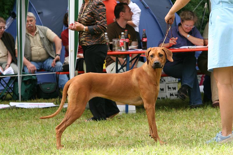 IMG_2499.JPG - Hill Valley´s Bit of Heaven "Shani", Jugendklasse Hündinnen / Junior Class females     Photo: Milada Krchnavá