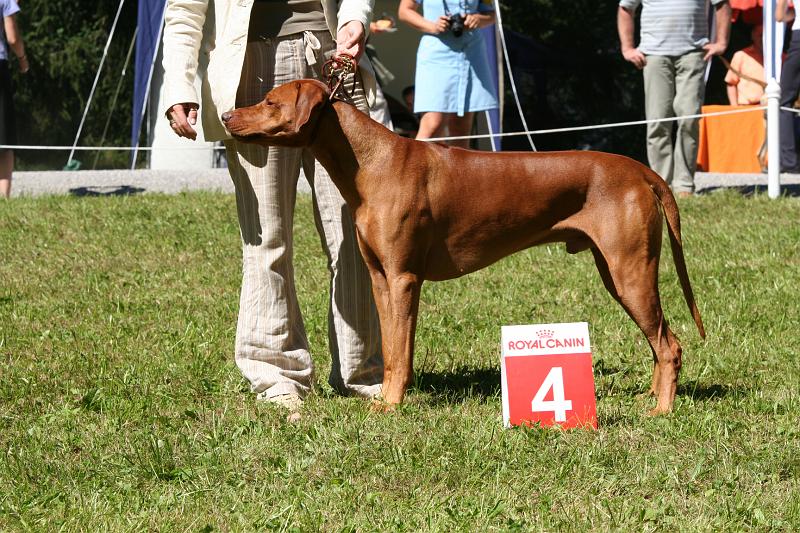 IMG_2713.JPG - BISS Hill Valley´s African Bhanu Zulu - Platz 4 für unseren charmanten Livernose-Herrn / 4th place for our charming livernosed gentleman      Photo: Milada Krchnavá