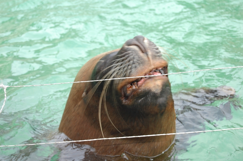 Nor029-1.JPG - Granville Aquazoo