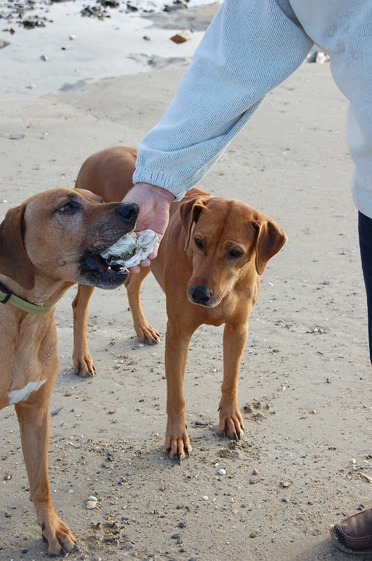 Nor087.JPG - St Pair-sur-Mer